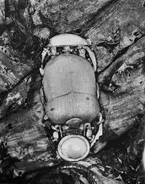 Tutankhamun, arkeologi, Photograph