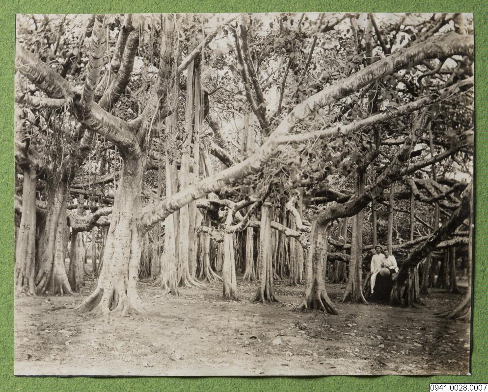 link to gallery