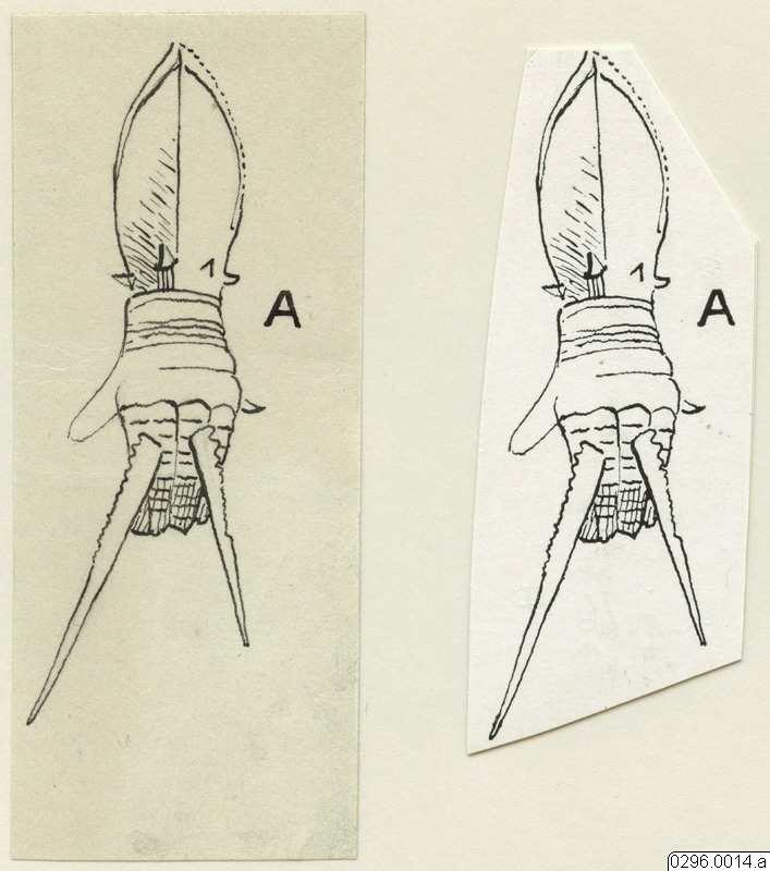 föremålsbild, teckning, Teckning, drawing