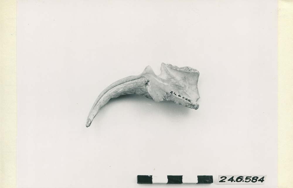 link to gallery