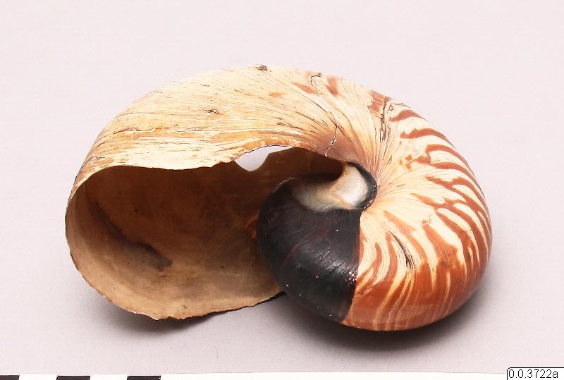 link to gallery
