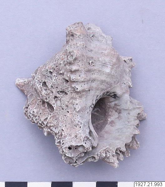 link to gallery