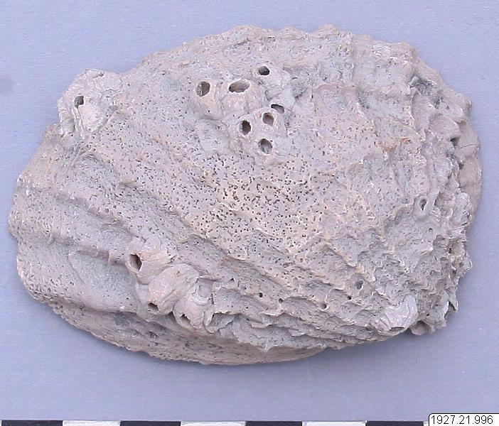 link to gallery