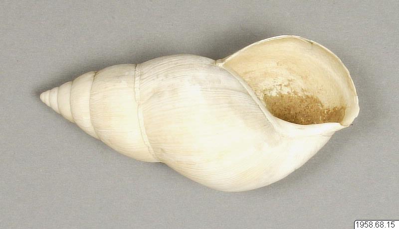 link to gallery