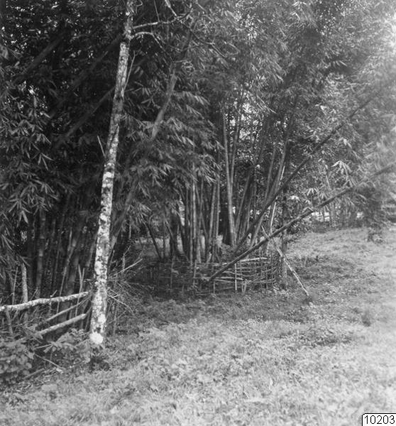 bambu, galyal, landskap, träd, husdjur, fotografi, photograph