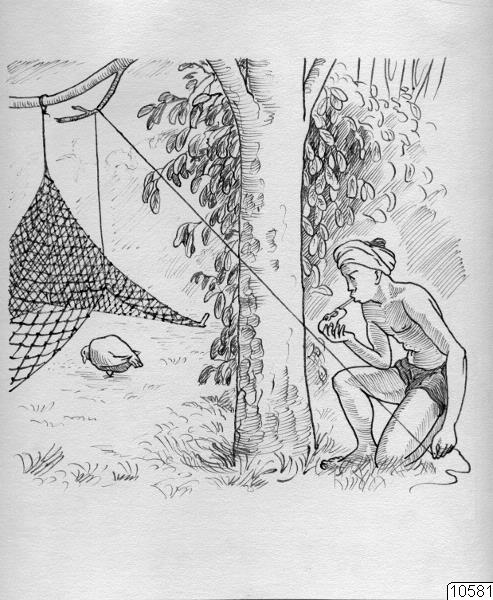träd, stam, nät, fångstnät, locktonsvissla, fågel, teckning, turban, Teckning, drawing
