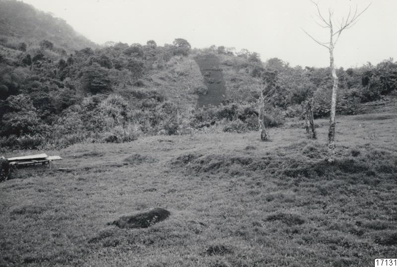 landskap, skog, äng, skogsäng, träd, buskage, fotografi, photograph