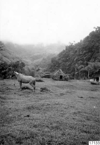 landskap, skog, andaktshus, hus, hyddor, häst, by, kullar, djur, bönehus, skogsäng, byplan, fotografi, photograph