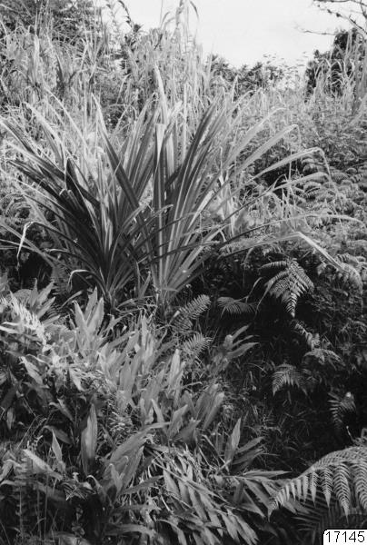 växt, landskap, pandanus, fotografi, photograph