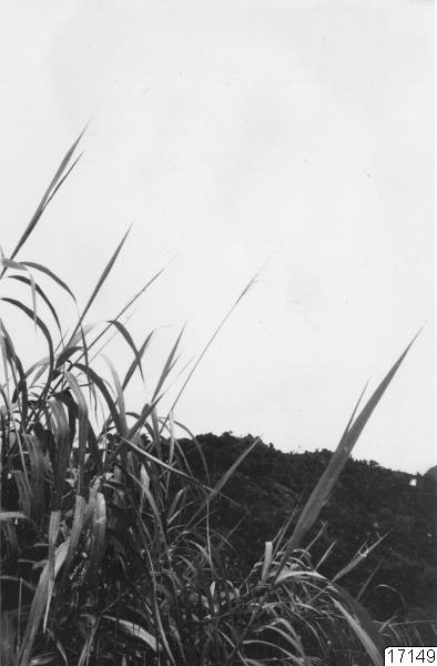 växtlighet, vegetation, landskap, växt, fotografi, photograph