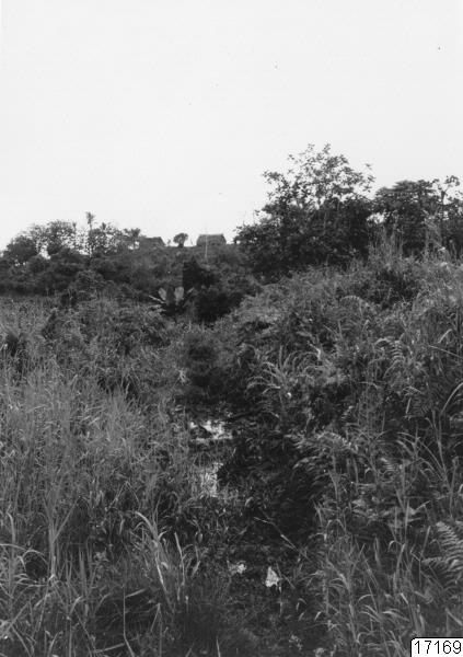 landskap, skog, stig, gräs, hyddor, vattendrag, sankmark, träd, natur, by, fotografi, photograph