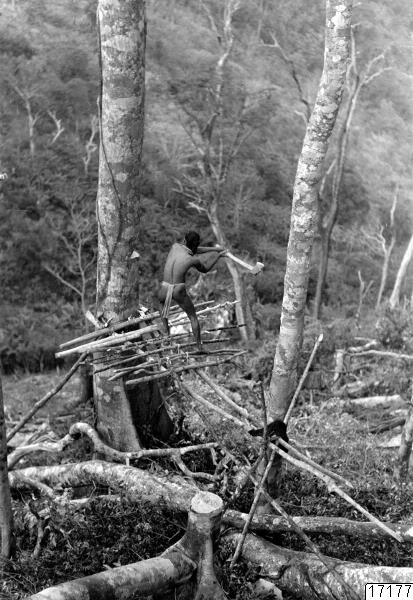 järnyxa, plattform, man, stubbe, träd, skog, trädfällning, verksamhet, fotografi, photograph