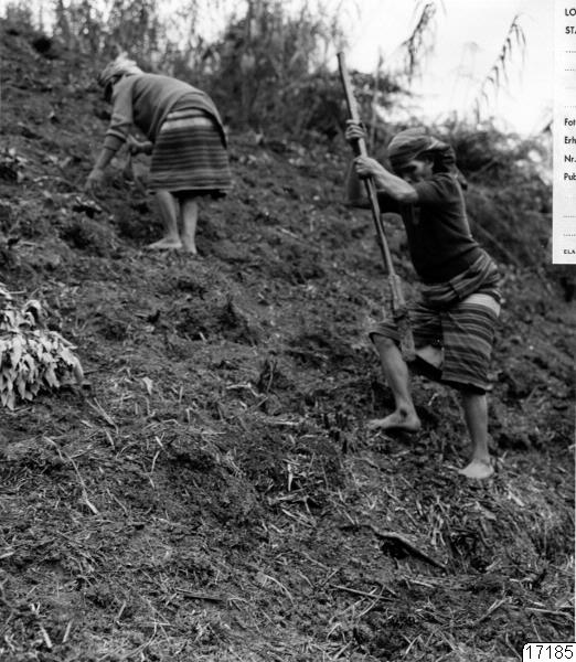 grävning, verksamhet, plantering, fotografi, photograph