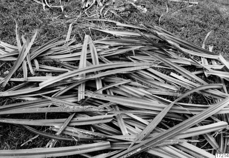 pandanus, landskap, växt, fotografi, photograph