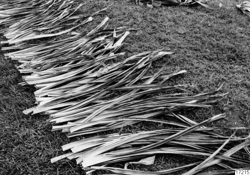 landskap, växt, pandanus, fotografi, photograph
