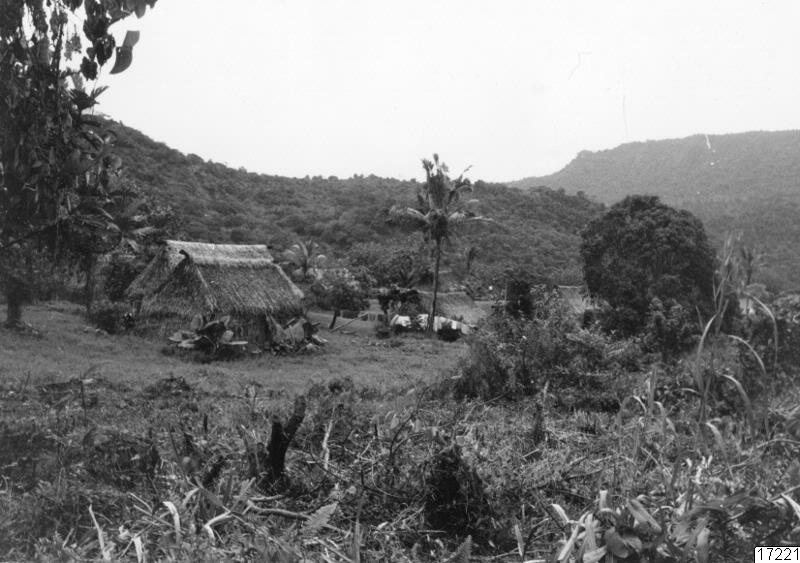 hus, skog, landskap, träd, byggnad, berg, palm, hyddor, fotografi, photograph