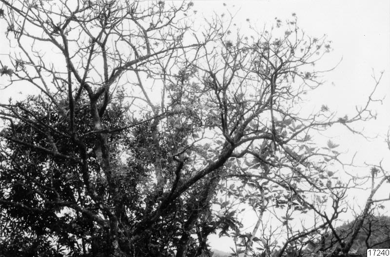drala-träd, träd, landskap, drala, fotografi, photograph