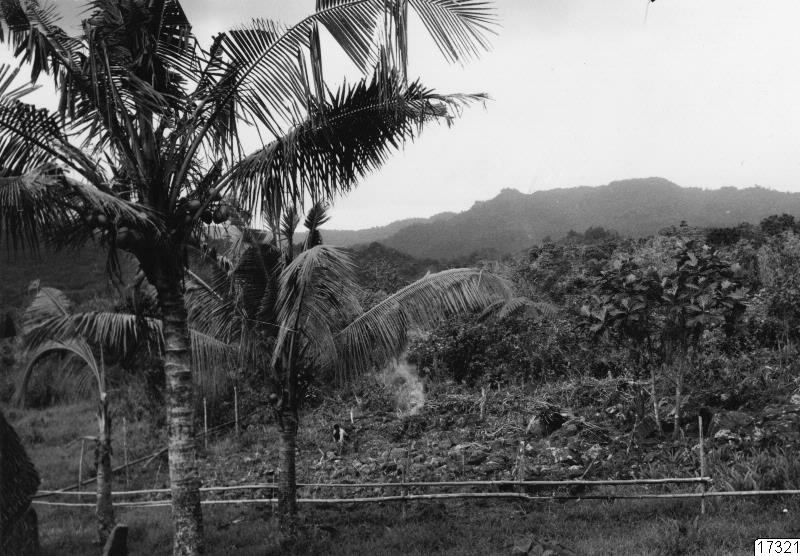 yaqonaodling, odling, träd, palm, landskap, natur, fotografi, photograph