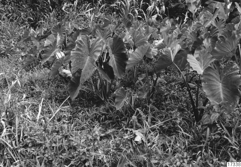 sankt, vatten, blad, buskage, gräsmatta, gräs, odling, landskap, taro, fotografi, photograph