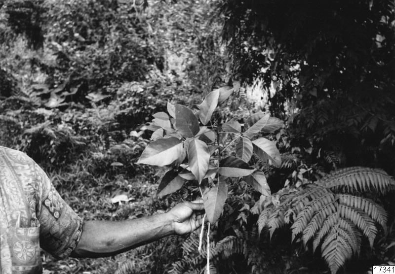 gräs, buskar, landskap, blad, drala-blad, människa, fotografi, photograph