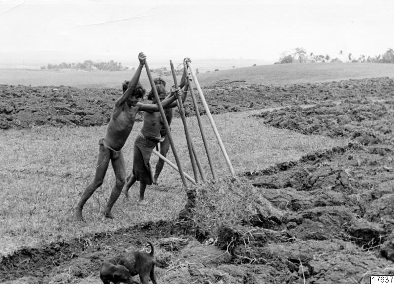 verksamhet, grävkäpp, arbete, grävarbete, käpp, fotografi, photograph