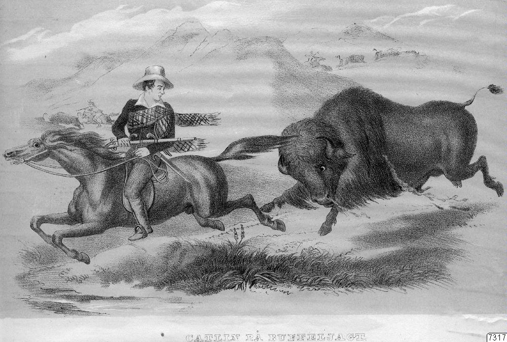 buffeljakt, porträtt, Konstverk, art
