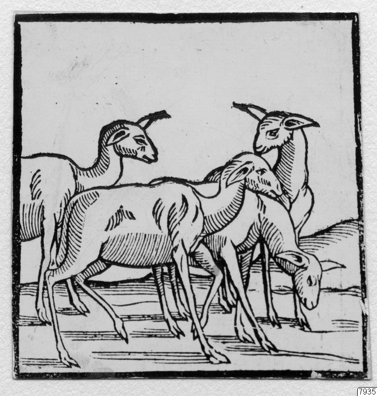 lamadjur, lama, teckning, Teckning, drawing