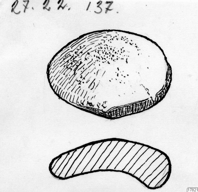 genomskärning, teckning, frö, växtfrö, föremålsbild, Teckning, drawing