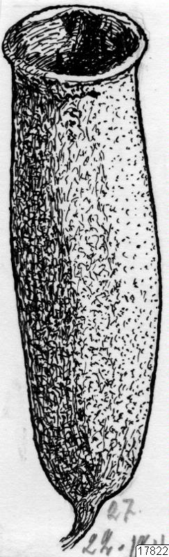 teckning, frukt, behållare, föremålsbild, fruktskal, Teckning, drawing