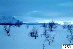Snölandskap, fotografi, photograph