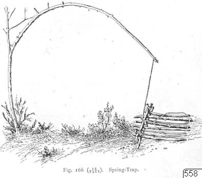 illustration, Fjäderfälla, teckning, Teckning, drawing