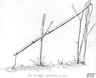 Fjäderfälla, teckning, illustration, Teckning, drawing