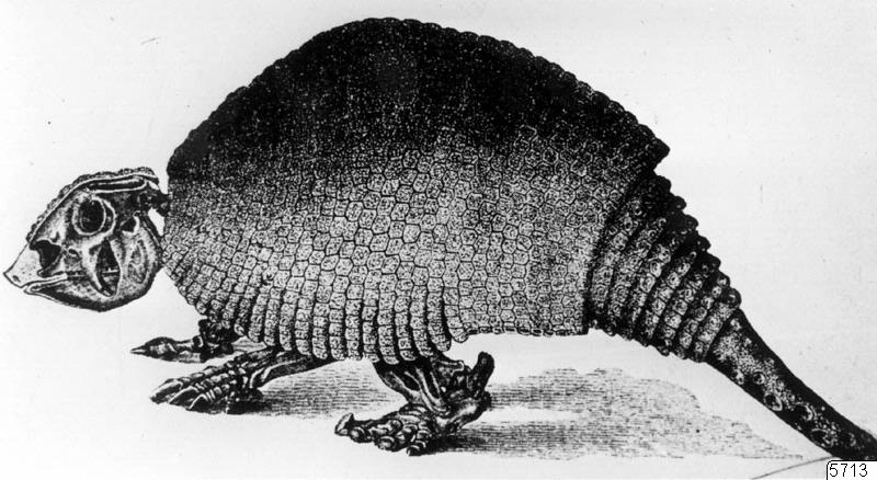 Glyptodon, teckning, Teckning, drawing