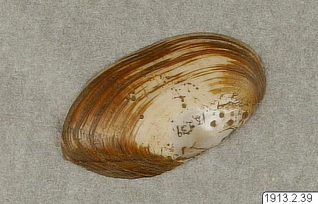 link to gallery